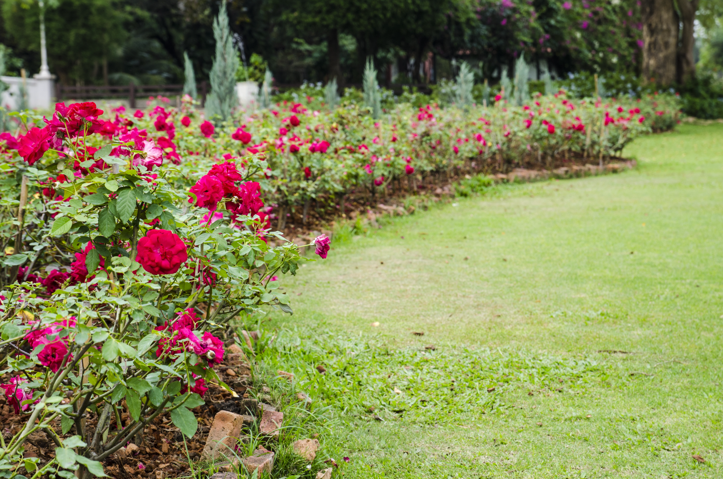 Taif: La ciudad de las rosas