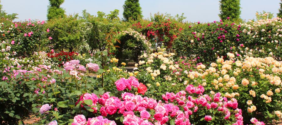 Jardines de rosas de Taifs